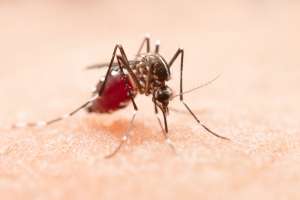 The Benefits Of Mosquito Control Services: What You Need To Know